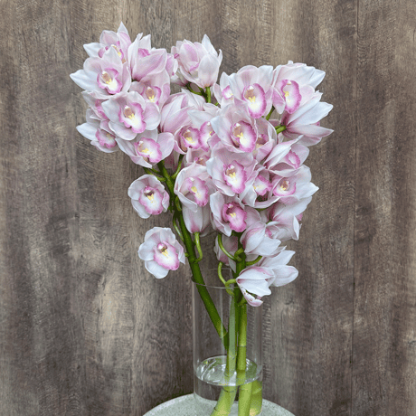 CATEGORY 白色 | あんみつ館