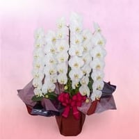 大輪こちょうらん 　白　 【3本立】