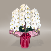 大輪こちょうらん　白　【3本立】