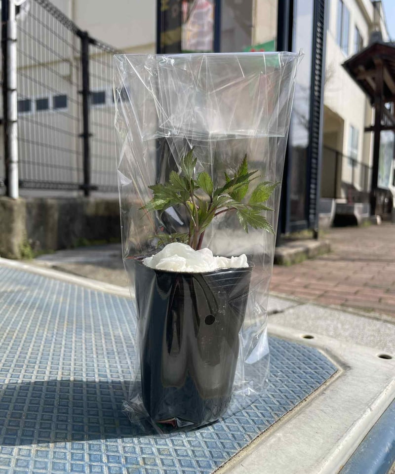 9/30発送予定】奈良県産 大和当帰 苗＜限定150ポット＞ | POWER