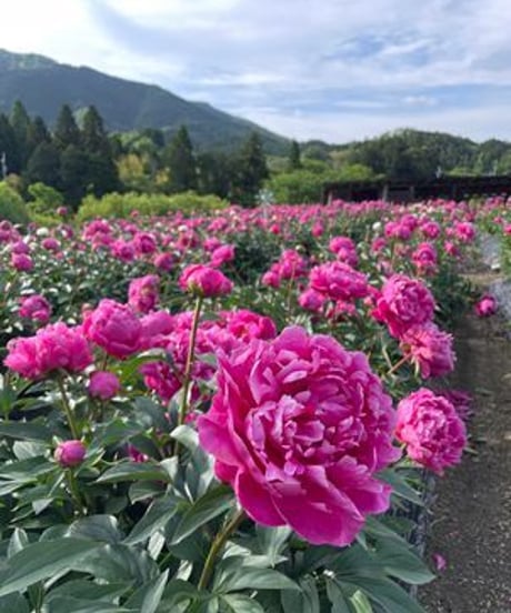 【食薬】大和芍薬の花 10ｇ