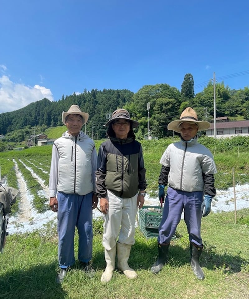 9/30発送予定】奈良県産 大和当帰 苗＜限定150ポット＞ | POWER