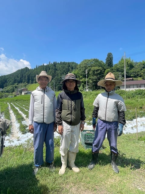 9/30発送予定】奈良県産 大和当帰 苗＜限定150ポット＞ | POWER