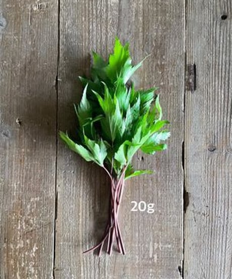 【店頭お渡し用】大和当帰葉 20g