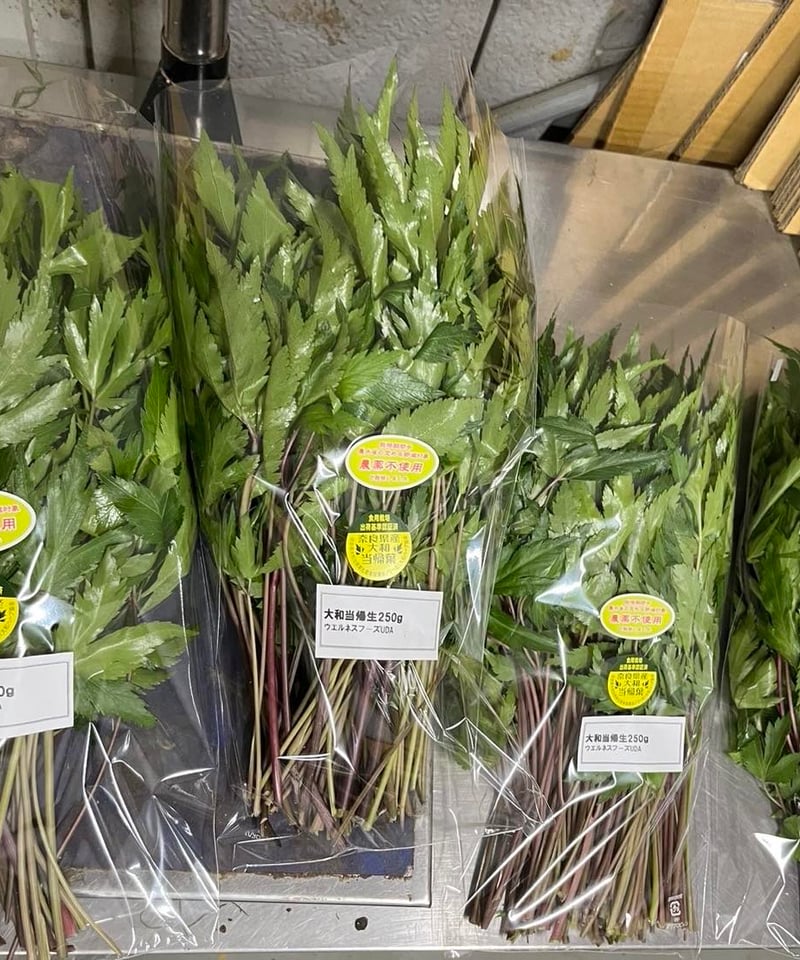 大和当帰の苗100株 トウキ／ヤマトトウキ（大和当帰） - 薬草と花