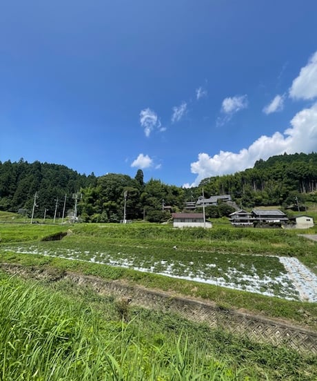 【4/10発送予定】奈良県産 大和当帰 苗＜限定100ポット＞
