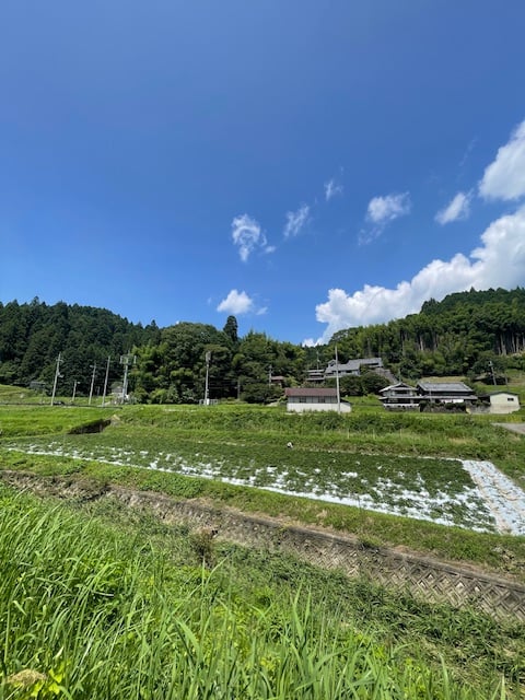 4/10発送予定】奈良県産 大和当帰 苗＜限定100ポット＞ | POWER OF FOOD