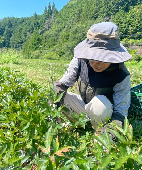 大和当帰 葉 300g