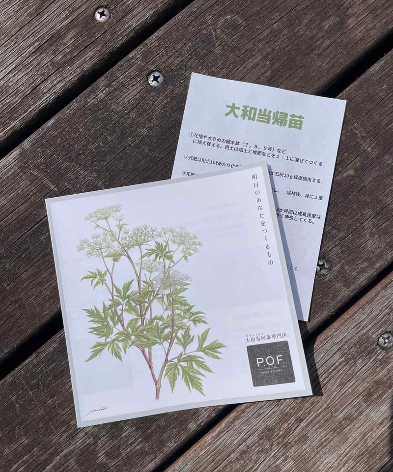 大和当帰の苗100株 大和当帰の種(100粒＋α) | つづらお薬草ハーブ園