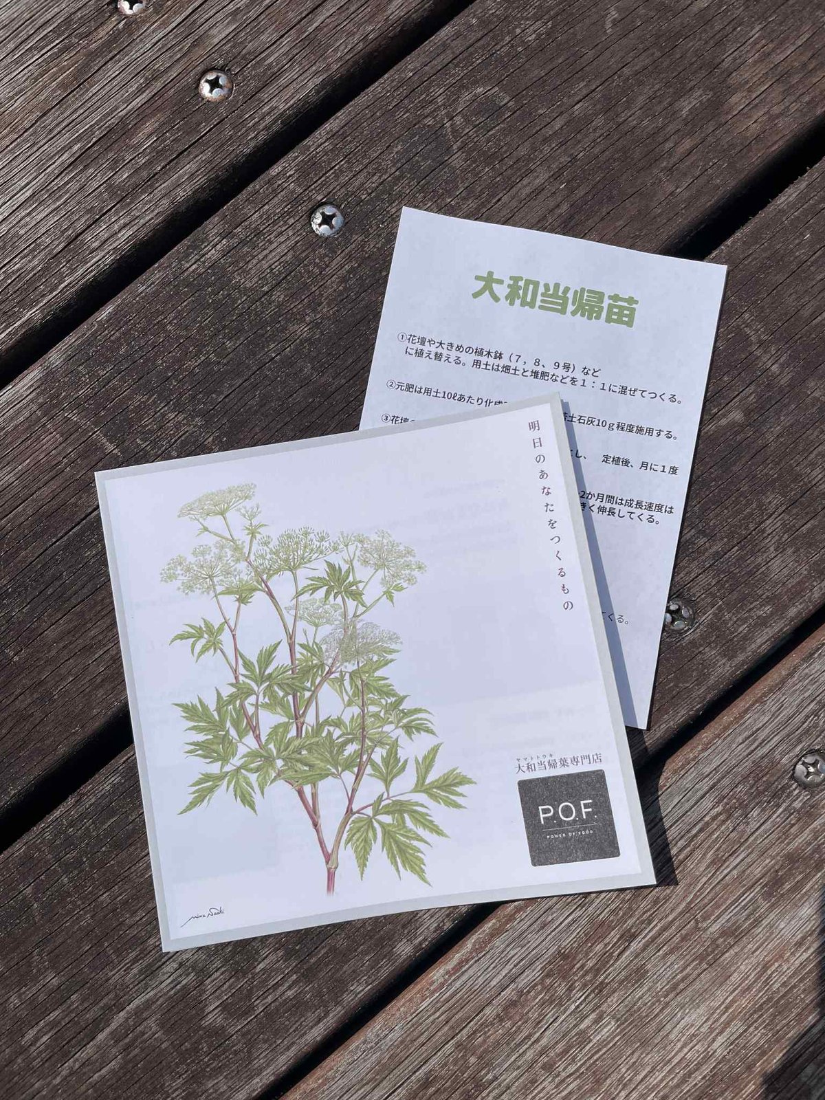 9/30発送予定】奈良県産 大和当帰 苗＜限定150ポット＞ | POWER