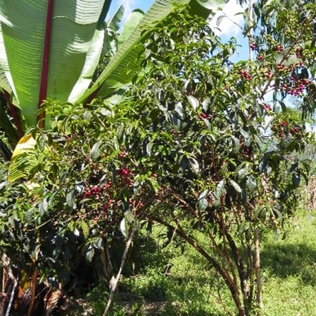 500g エチオピア イルガチェフ ゲデブ ウォルカ 浅煎り