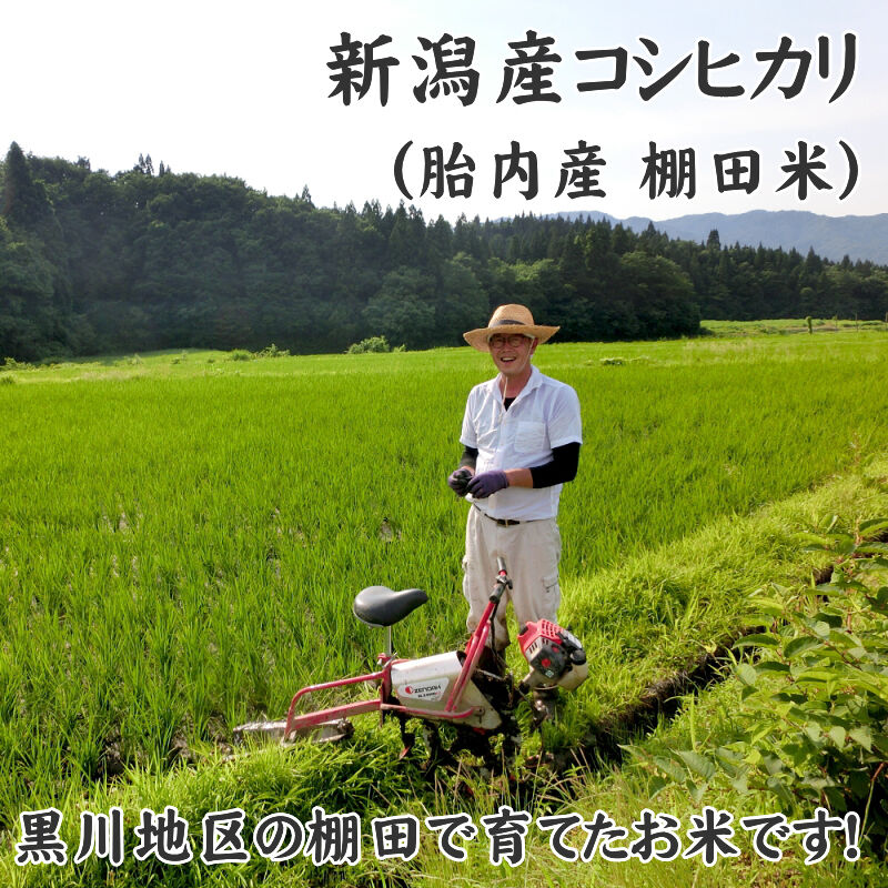 \半額SALE/ 新潟産コシヒカリで出生体重米 3500gから3999g 写真入り 白米・胚芽米