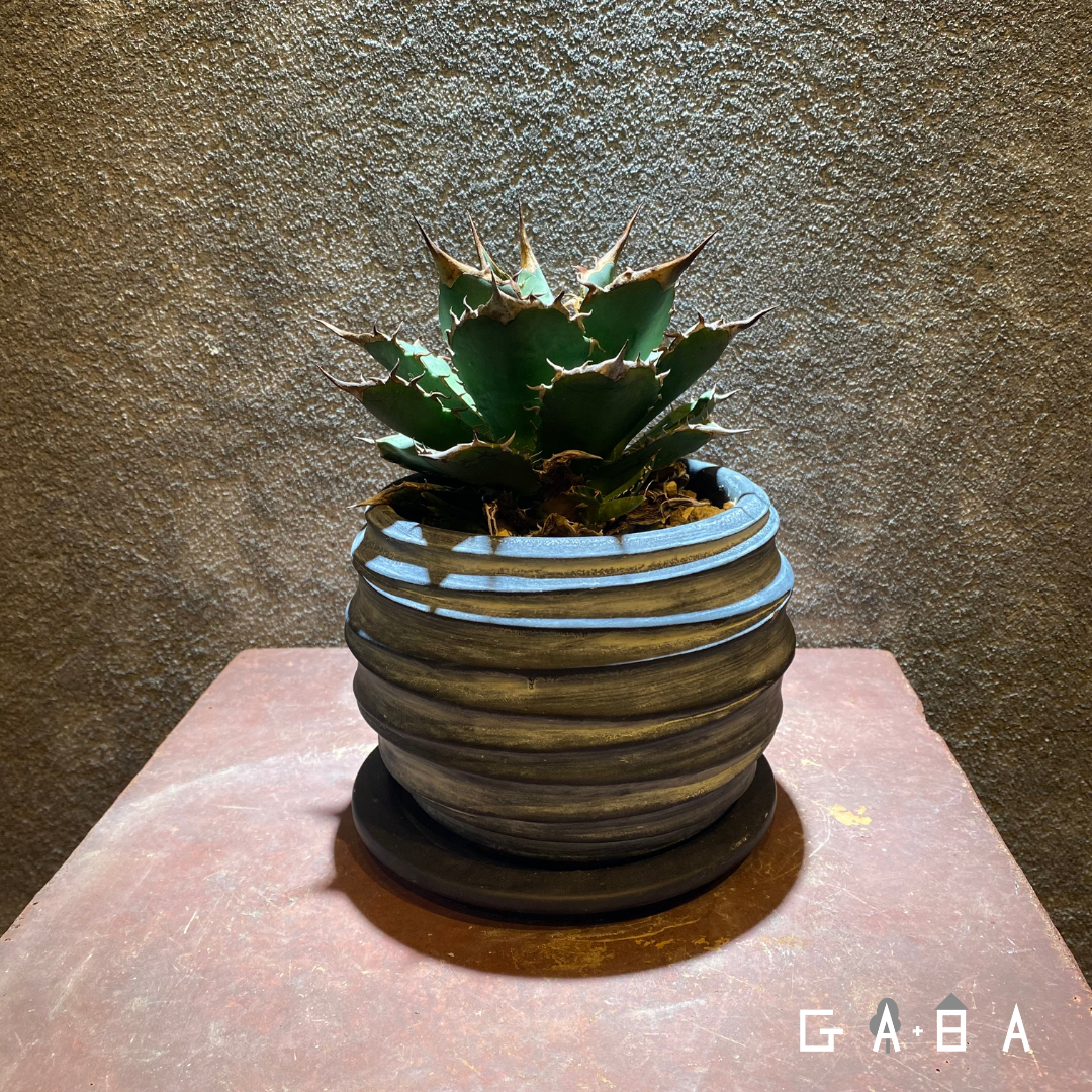 アガベ チタノタ OSP株 ホワイトキング . @osp_2021_1201 @yuya