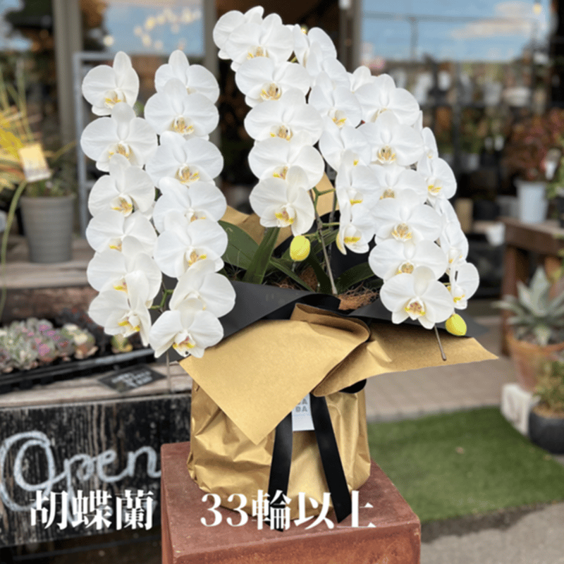 胡蝶蘭 白 大輪 3本立ち 33輪以上 | GABA