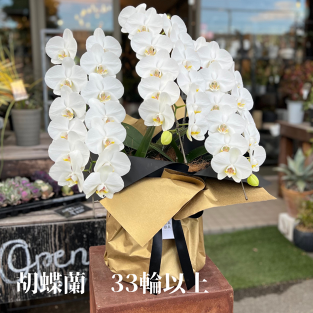大輪胡蝶蘭 白33輪 ラッピング有 送料込み 翌日発送可能！ 胡蝶蘭 白 大輪 3本立ち 33輪以上 | GABA