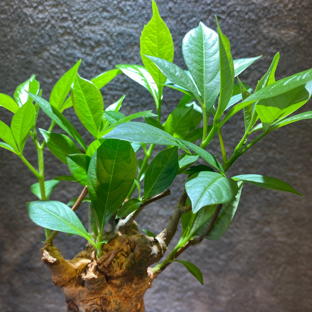 最終値下げ　バオバブ　10年管理　引き取り限定　福岡　久留米 fit=scale-down,w=1200