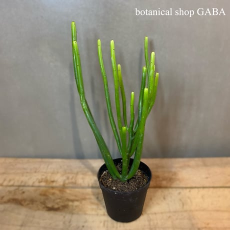 CATEGORY 多肉植物・コーデックス | GABA