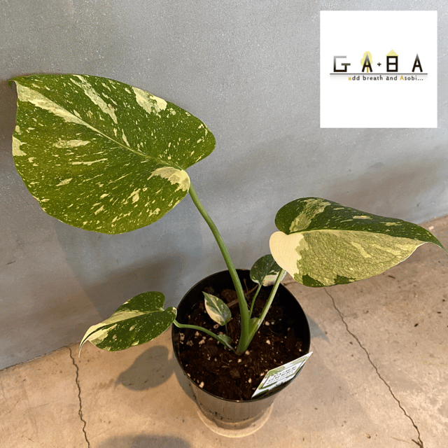 モンステラ・デリシオサ・タイコンステレーション | GABA