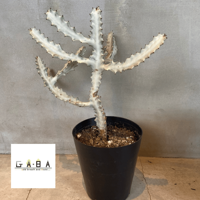 bユーフォルビア ホワイトゴースト 8号 ユーフォルビア・ホワイトゴースト Euphorbia lactea 'White