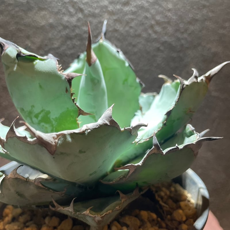 アガベ・チタノタBB | GABA