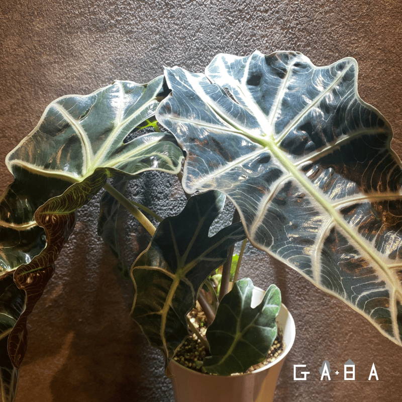 アロカシア　アマゾニカ　オーレア アロカシア アマゾニカ I インドアプランツ I プラントソサエティ