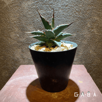 OSP育成株】【発根済み子株】オアハカ・オテロイ | GABA OSP育成株】【発根済み子株】オアハカ・オテロイ | GABA