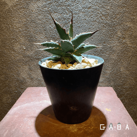 アガベ帝釈天 | STORES