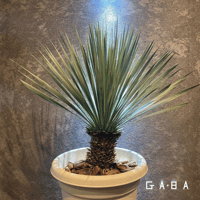 ユッカ・バッカタ | GABA