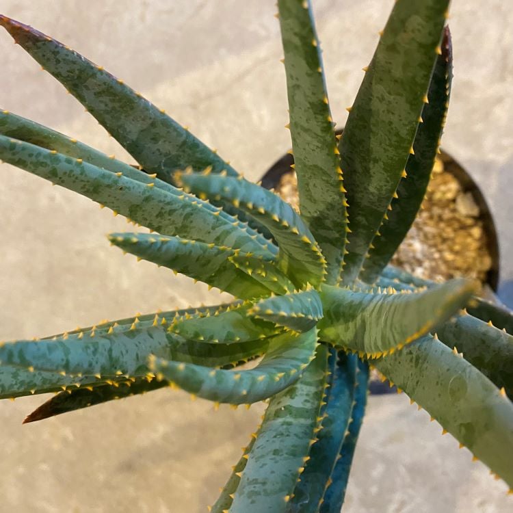 アロエ・ディコトマ | GABA