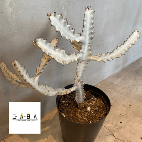 ユーフォルビア・ホワイトゴースト　Euphorbia lactea ‘White Ghost‘
