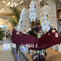 胡蝶蘭 白 大輪 3本立ち 36輪以上