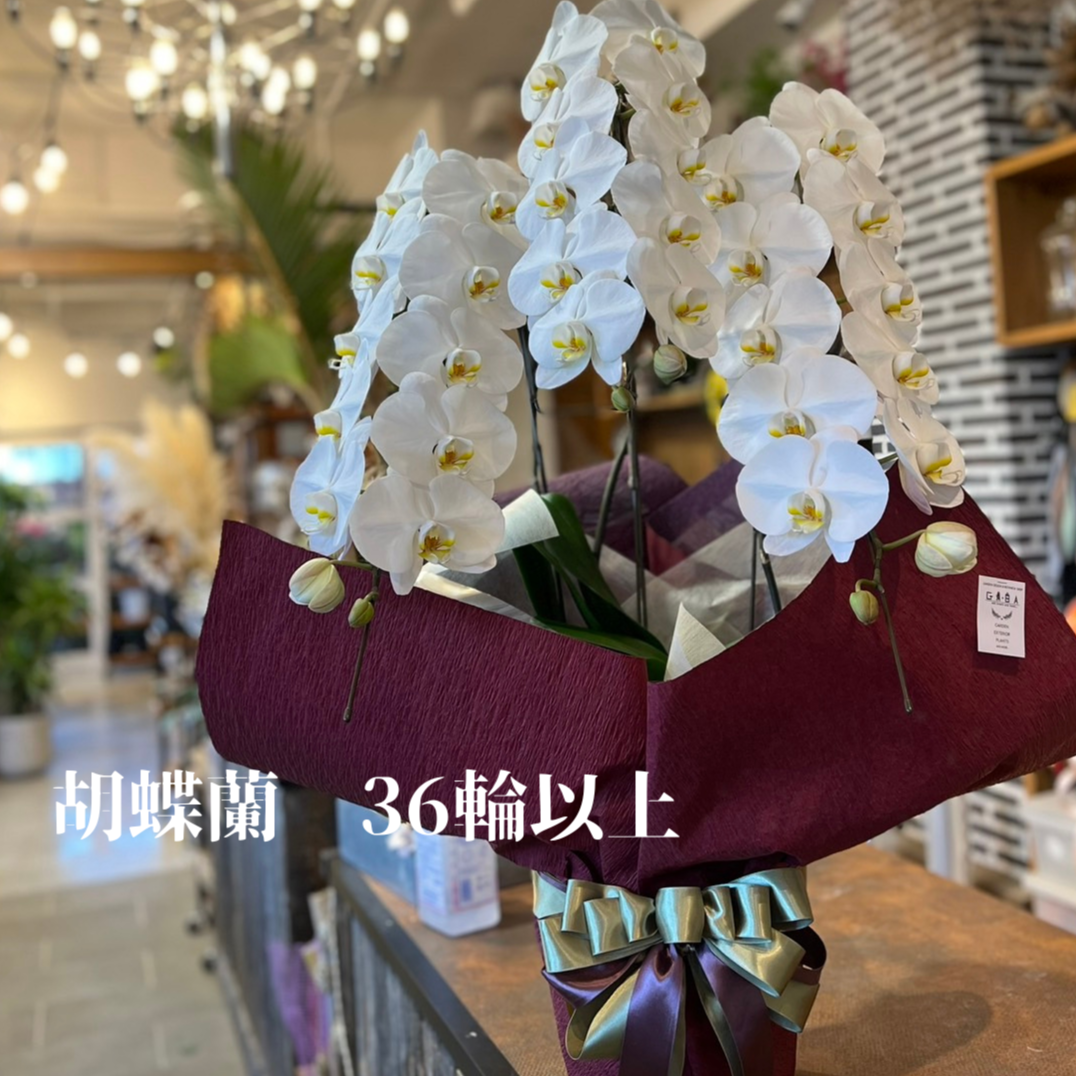 胡蝶蘭 白 大輪 3本立ち 36輪以上 | GABA