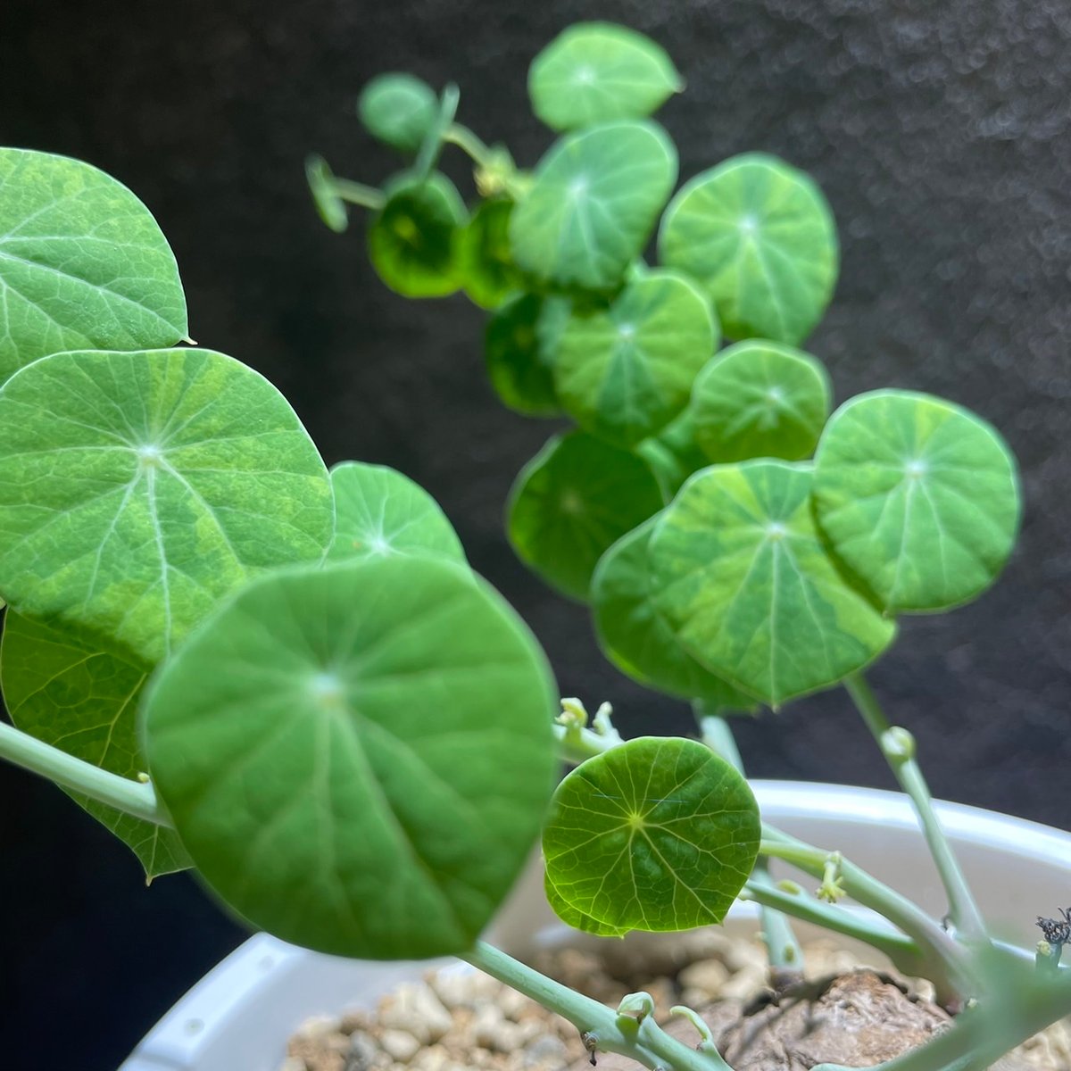 ステファニア エレクタ ステファニア エレクタ Stephania Erecta ステファニア