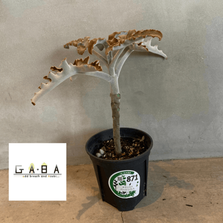 カランコエ | STORES