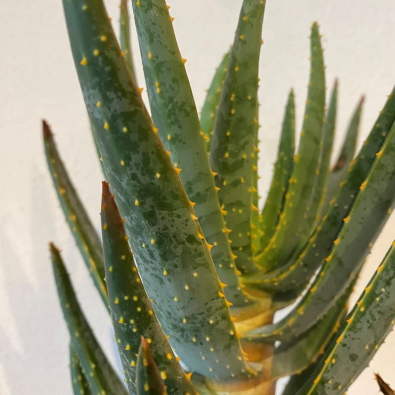 アロエ ディコトマ アロエ ディコトマ 多頭ヘッド良型 2018/12/8掲載 全9個体