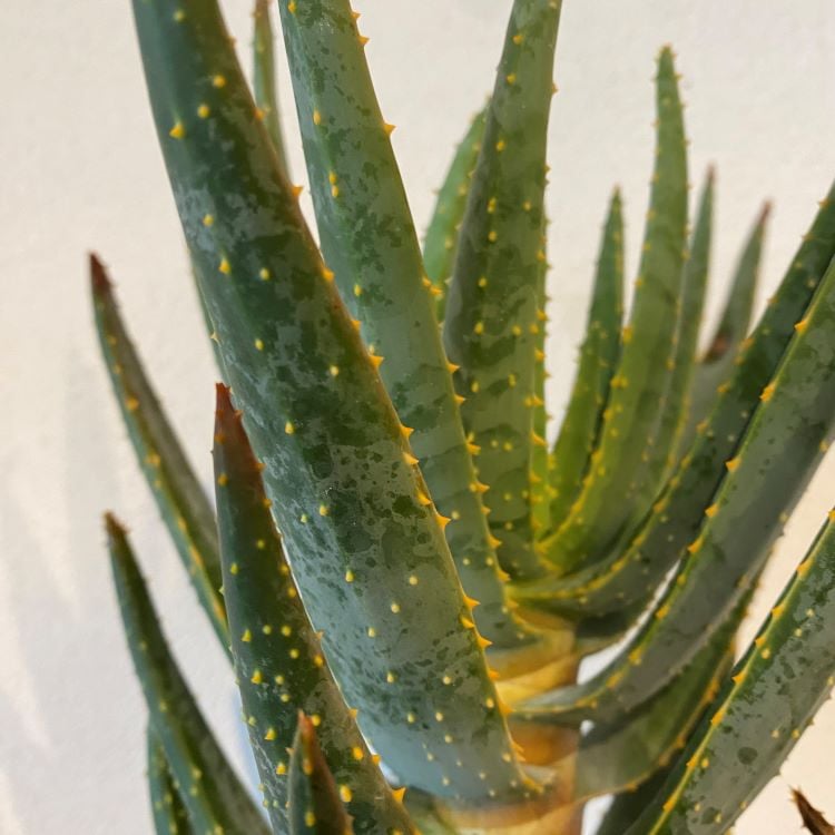 アロエ ディコトマ アロエ・ディコトマ | GABA