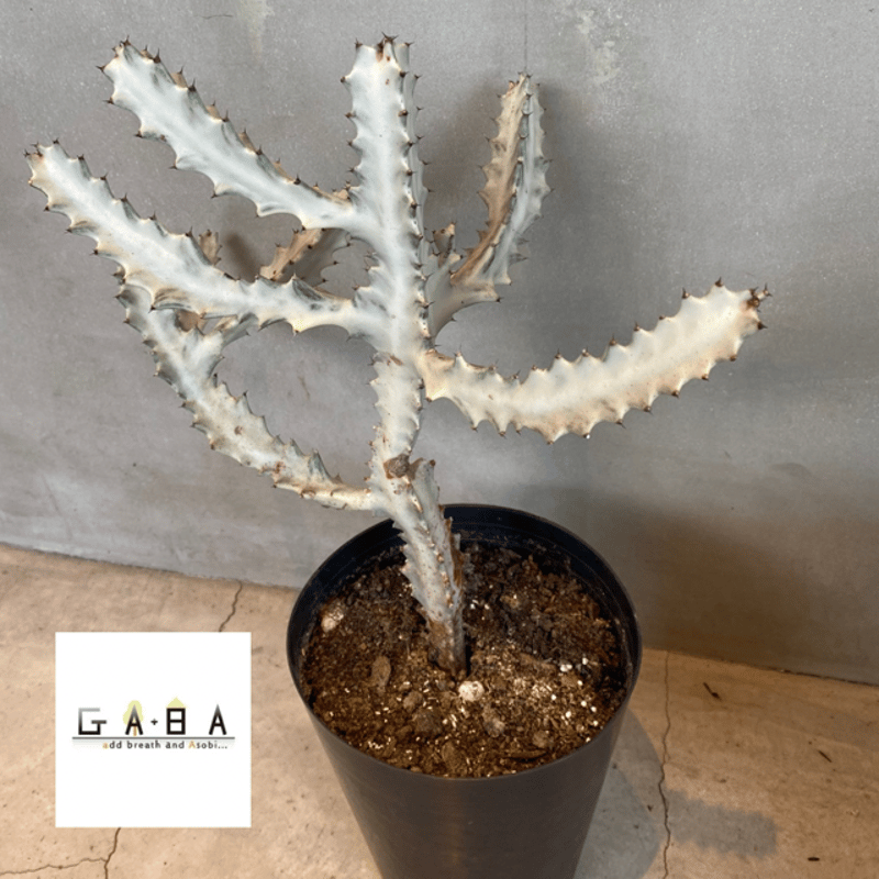 ユーフォルビア・ホワイトゴースト Euphorbia lactea 'White Ghost'