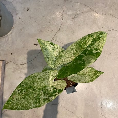 アロカシア オドラ バリエガータ　Alocasia odora 'Variegata'