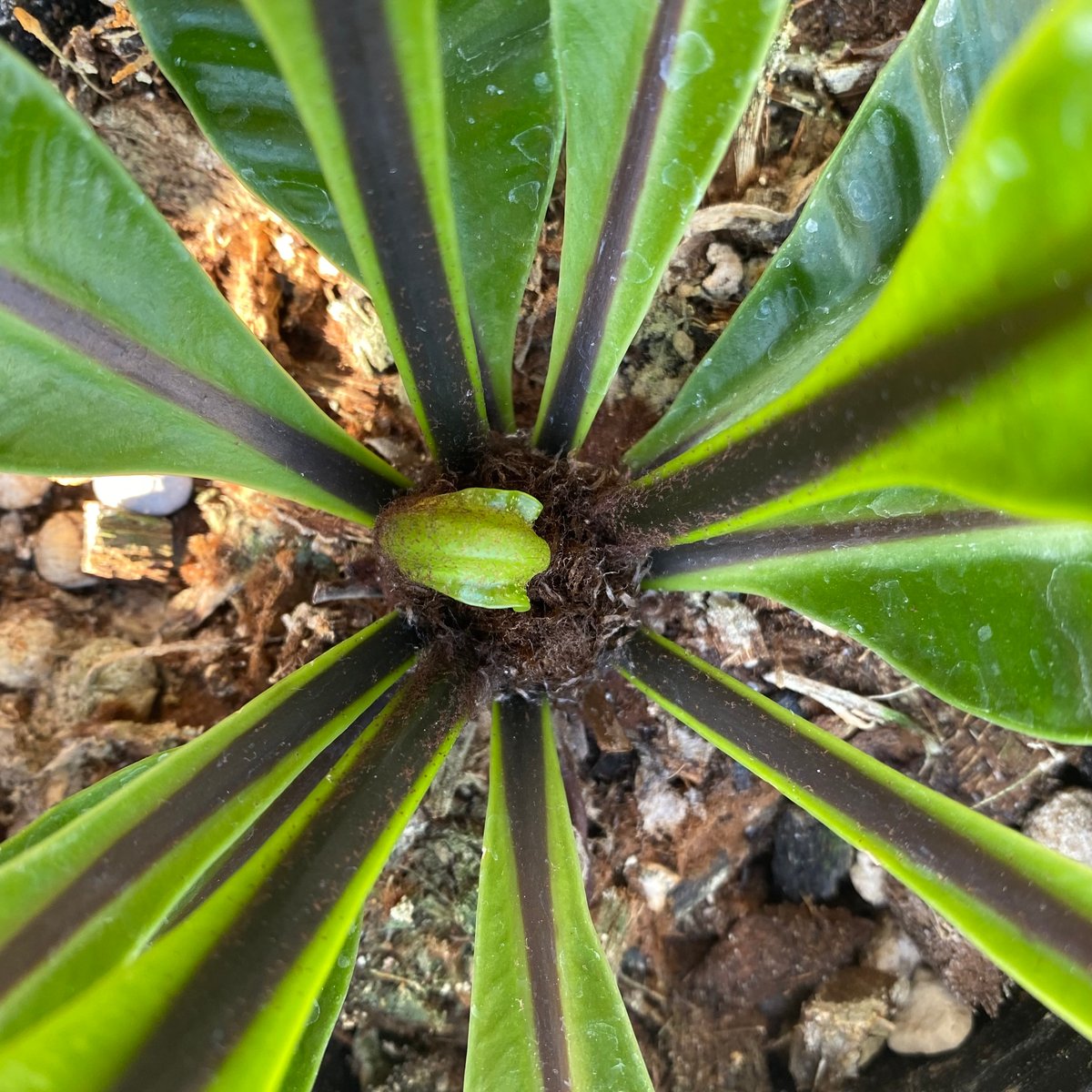 ［現品］15番　アスプレニウム　コブラ　8号　観葉植物　室内　オオタニワタリ 現品］15番 アスプレニウム コブラ 8号 観葉植物 室内 オオ