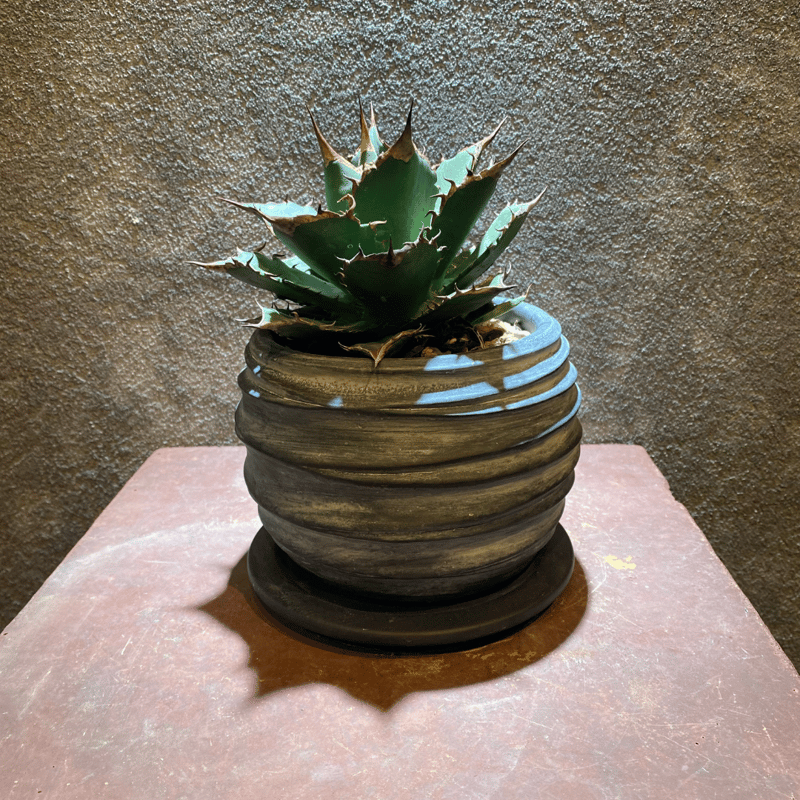 OSP育成株】アガベ・ヤバノタ（鉢植込みSet） | GABA