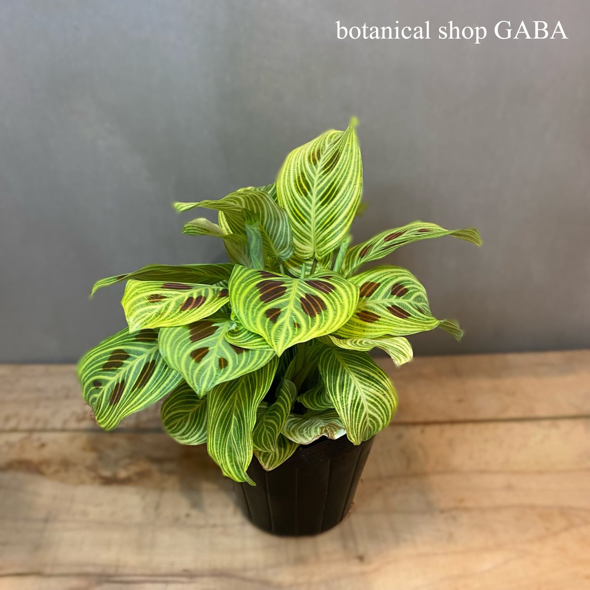 観葉植物 マランタ マランタ ライトべインズ | GABA