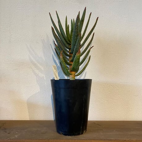 CATEGORY 5,6号 | GABA