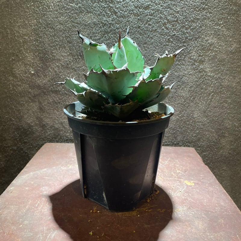 アガベ・チタノタBB | GABA