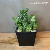 モナデニウム・リチェイ(Euphorbia ritchiei)