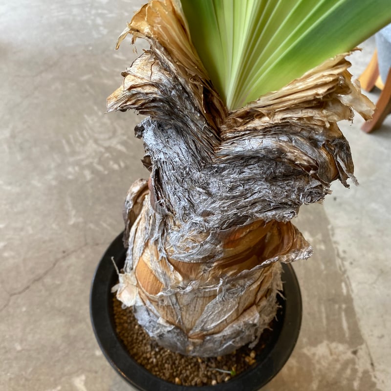 【現品】 ブーファン・デスティチャ（ブーファン・デスティカ）　6号　K9番 ブーファン：ディスティチャ 6号23-01 の通販 | 園芸ネット