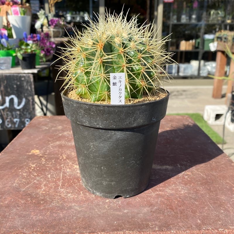 エキノカクタス・金鯱 | GABA