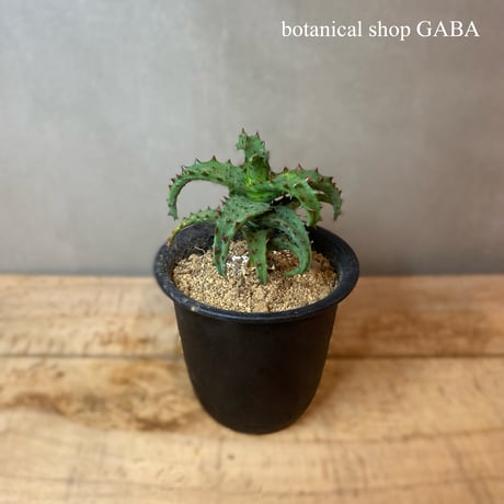 アロエカスティロニアエ | STORES