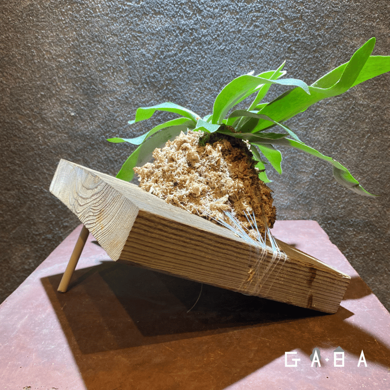 ビカクシダ バイーア 板付 現品【チャンタブーン】 コウモリラン