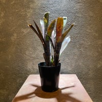 ビルベルギア