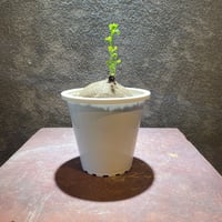 ステファニア・エレクタ